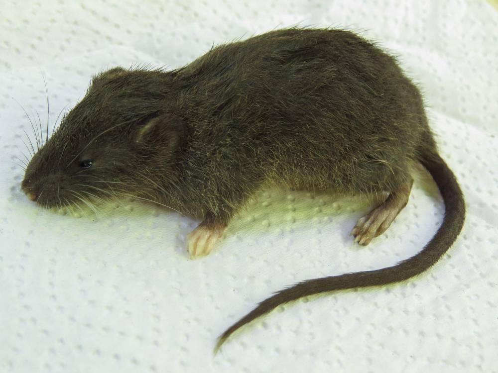 النوع الجديد من القوارض (أ.ف.ب)