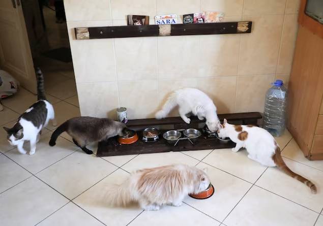 طعام القطط النيء يهدد صحة الحيوانات الأليفة ومربيها