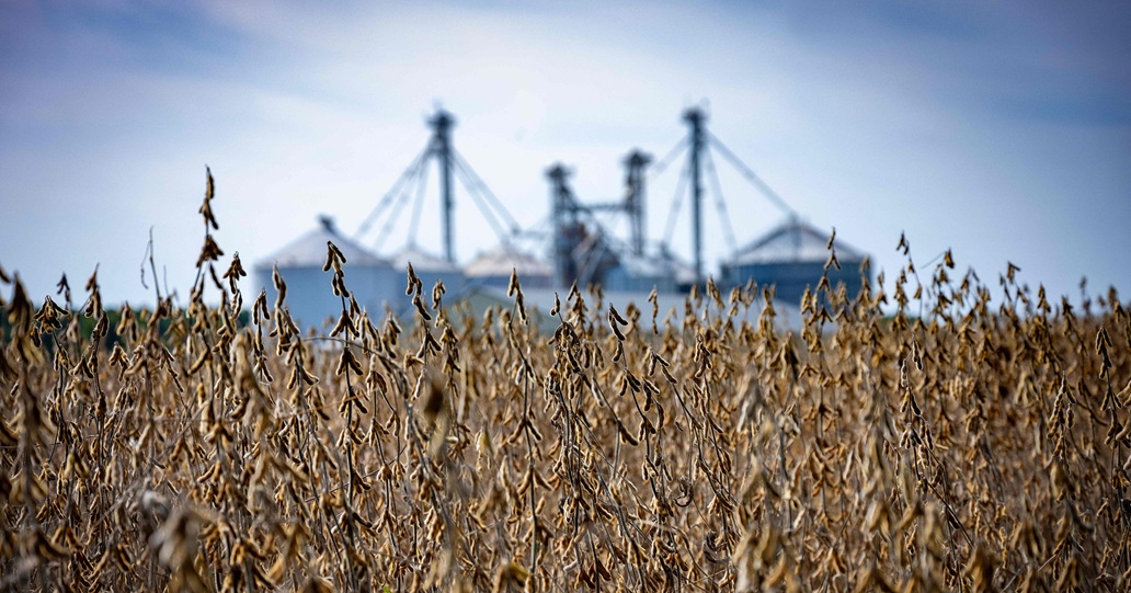 قرون فول الصويا البنية تملأ مزرعة هاربورفيو في روك هول بولاية ماريلاند، الولايات المتحدة (أ.ف.ب)