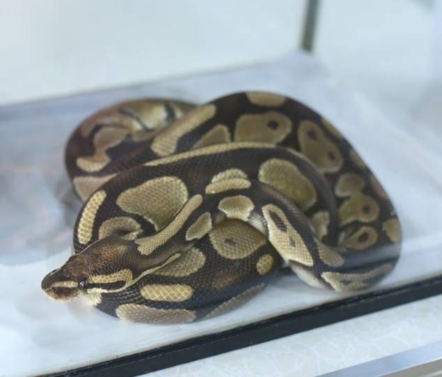 غضب في تكساس: معلمة تطعم قطة صغيرة لثعبان داخل الفصل