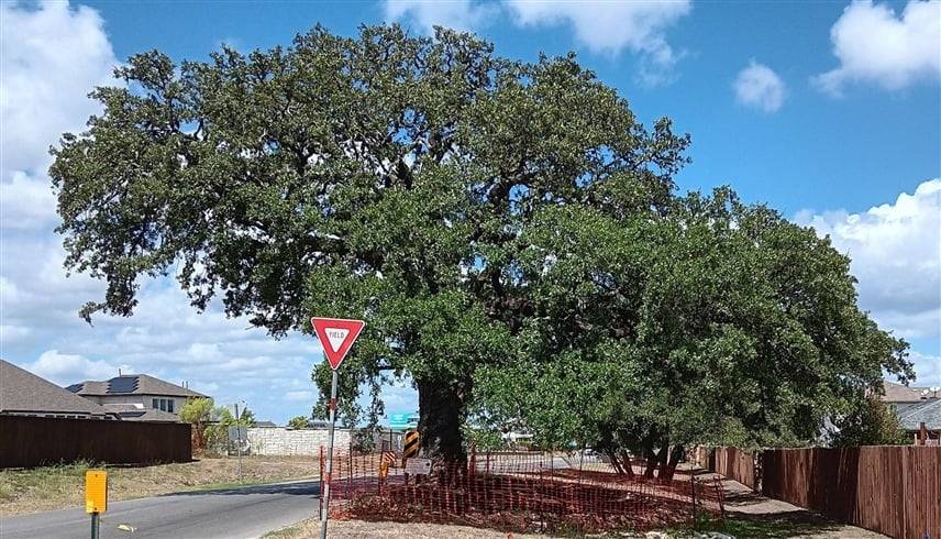 شجرة «جولين»