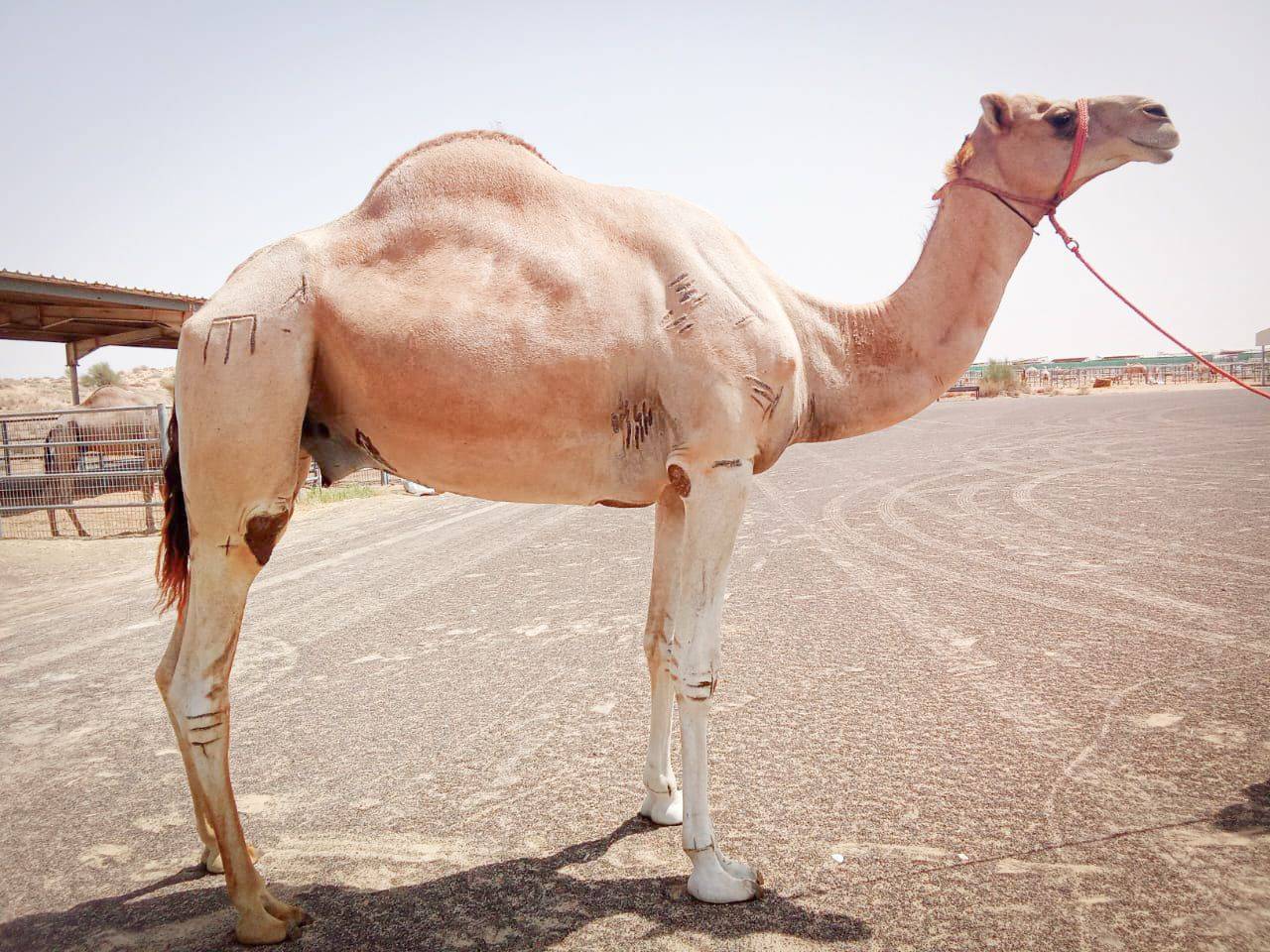 إبل الإمارات موروث ثقافي