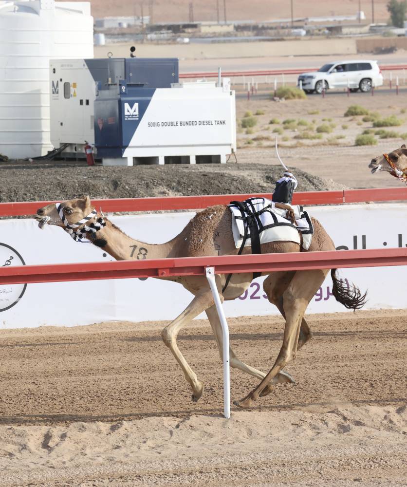 «ثروة» و«دليل» يحصدان رموز الثنايا في مهرجان العين للهجن