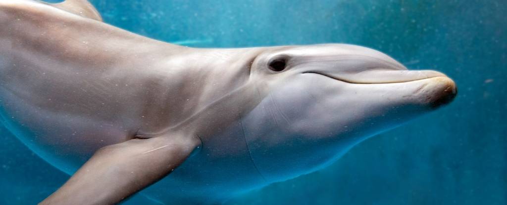 تشوهات دماغية لدلافين جانحة تشبه المرتبطة بمرض الزهايمر