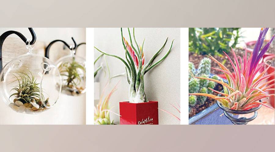 نباتات بلا تربة... «تيلاندسيا».. صديقة المنزل والمكتب