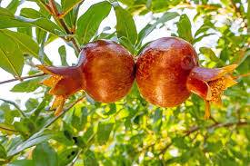 مركب من أوراق الرمان.. مضاد للأكسدة