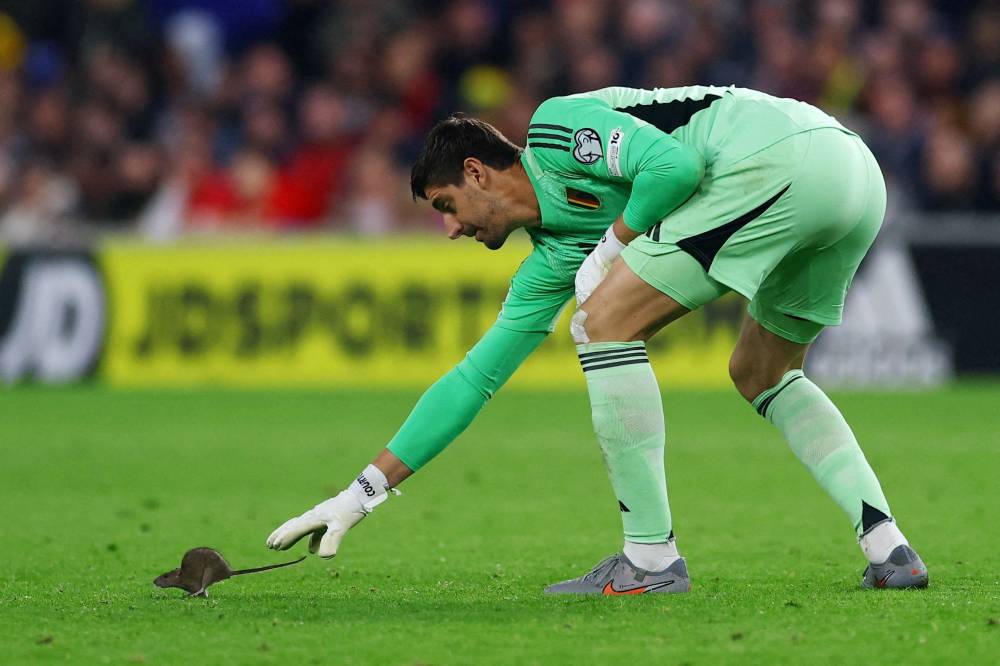 كورتوا يحاول الإمساك بفأر