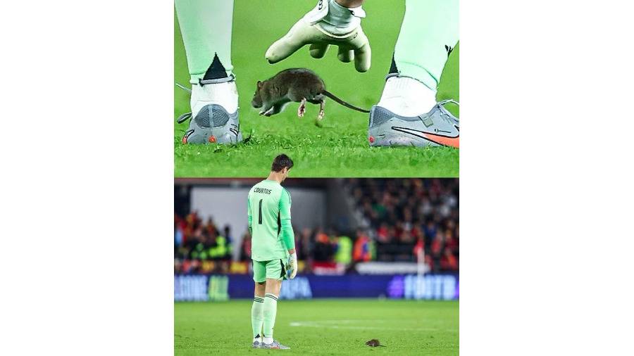 واقعة غريبة في تصفيات كأس العالم أوروبا.. فأر يوقف مباراة ويلز وبلجيكا (فيديو)