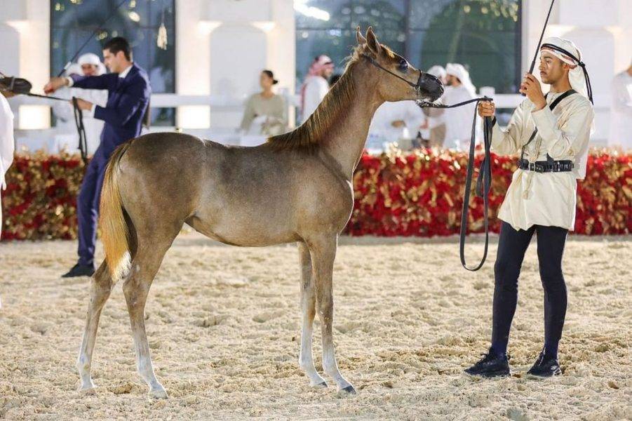 «الإمارات للخيول العربية» تنظم بطولة لجمال الخيل في بنغازي