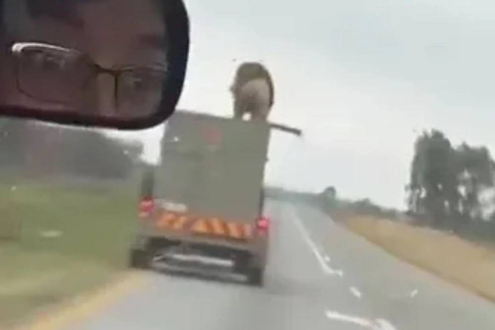 الأسد فوق الشاحنة قبل أن يقفز