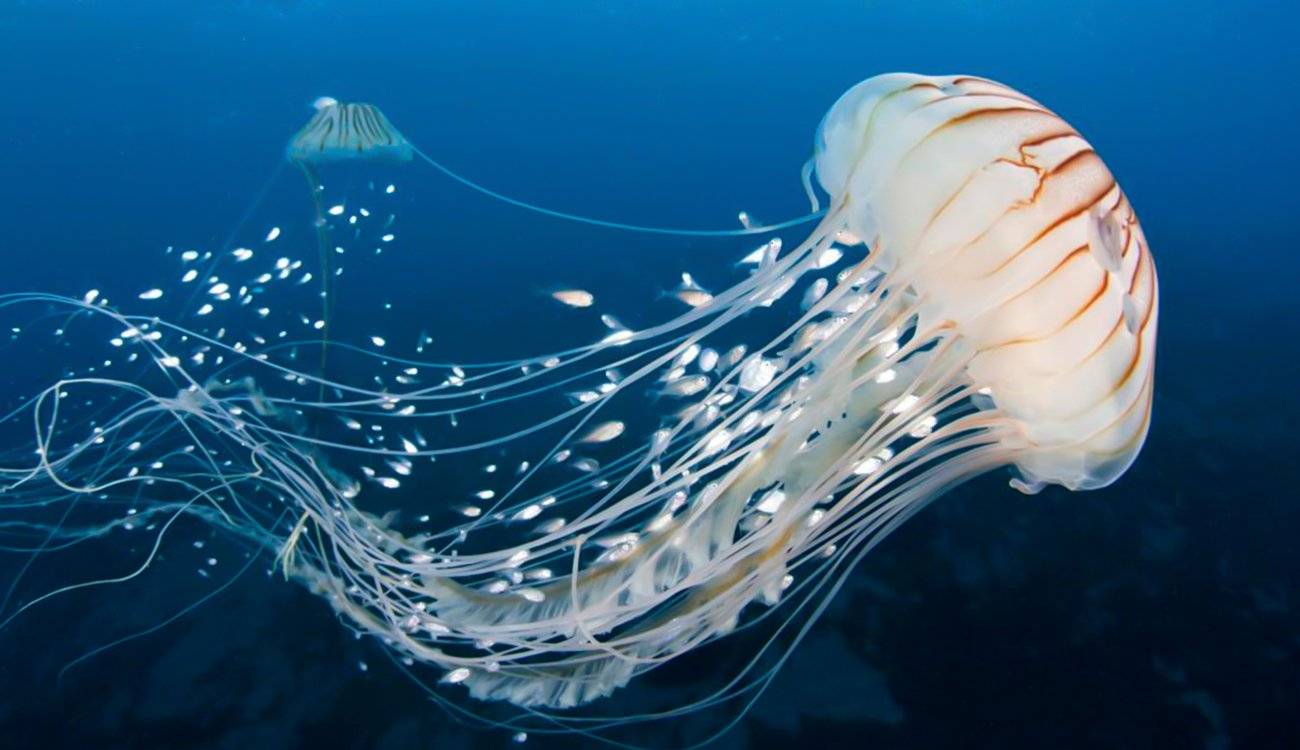 قنديل البحر من الأطعمة التقليدية في دول آسيوية