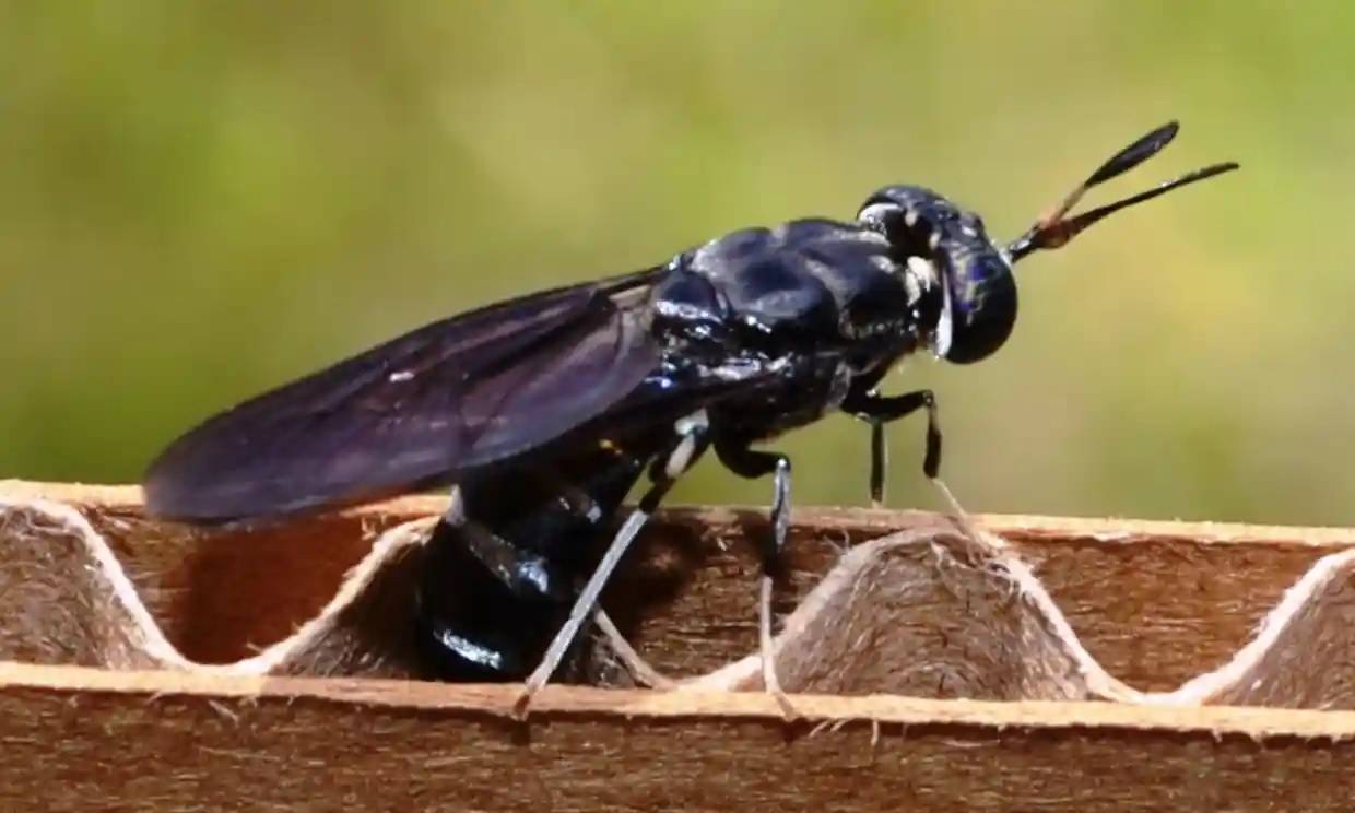 ذبابة الرمل السوداء تثير الذعر في الأردن..كيف تحمي نفسك من مخاطرها؟