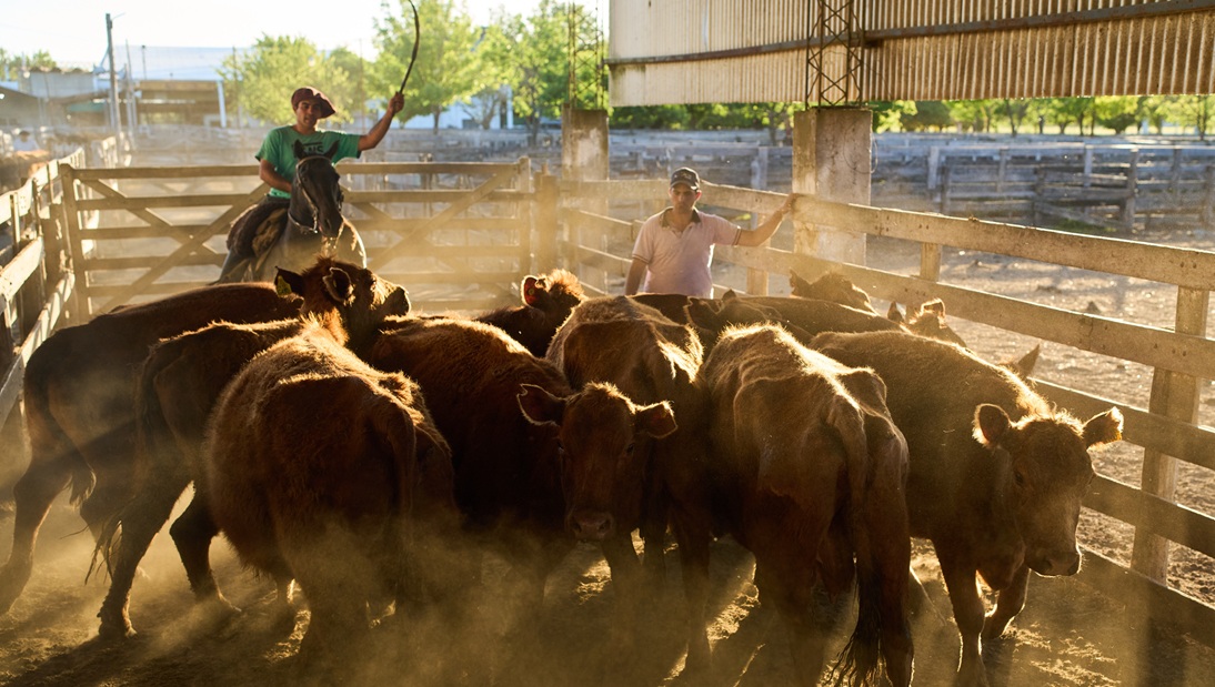 مزارع يهش الأبقار في مزرعة بالأرجنتين