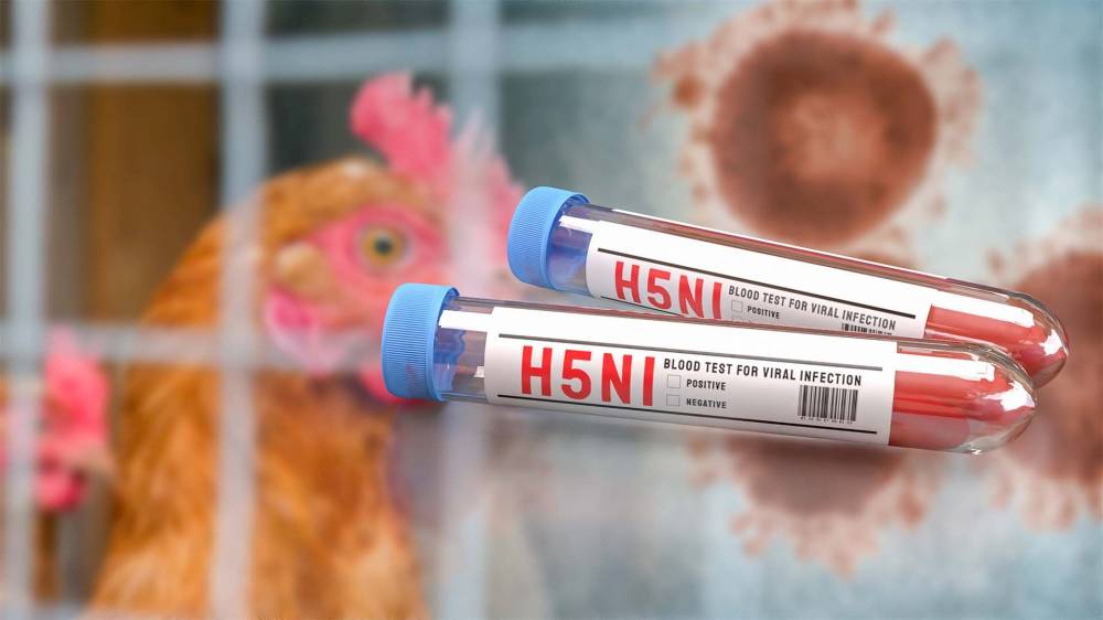 أيرلندا تحظر نقل الطيور بعد تفشي فيروس «إتش 5 إن 1»