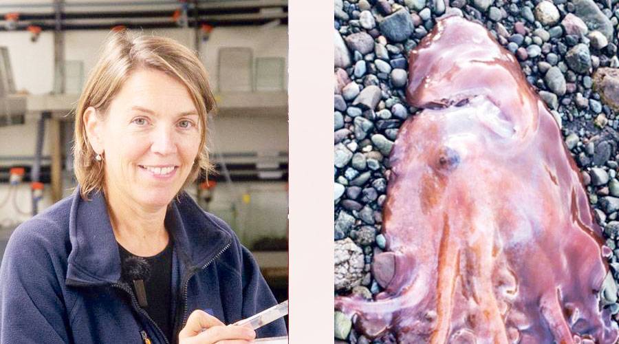 اصطياد أخطبوط نادر بـ 7 أذرع