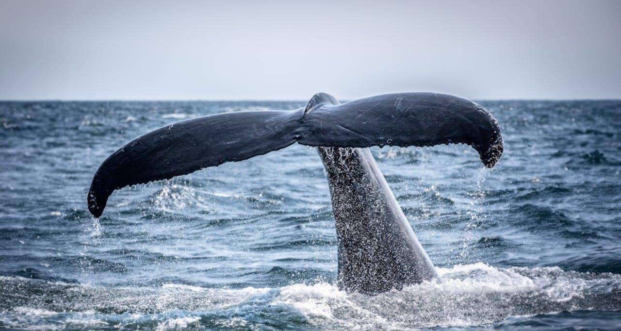 علماء يكشفون سر الحيتان المعمّرة.. بروتين غامض قد يطيل عمر الإنسان