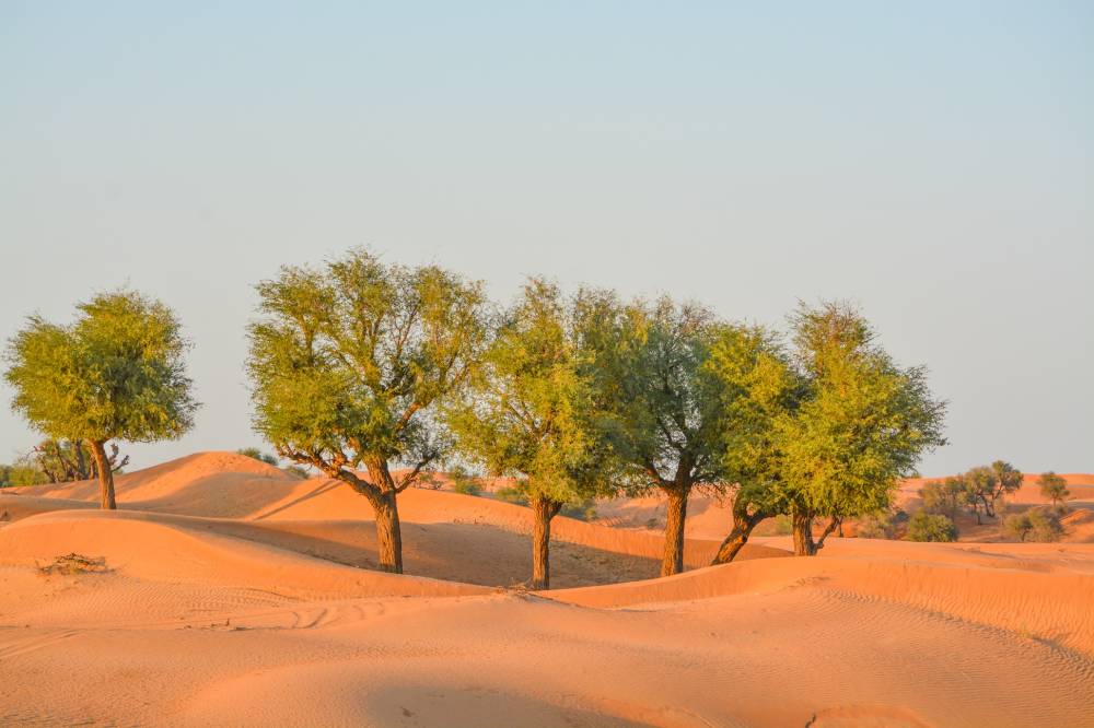 جولات سياحية متنوعة