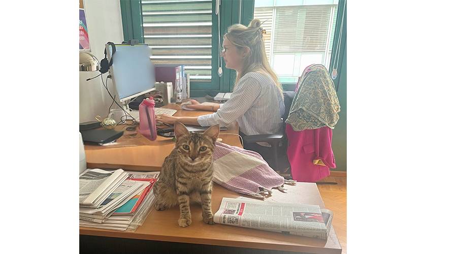 قطة مصرية تتسلل إلى السفارة الألمانية بالقاهرة