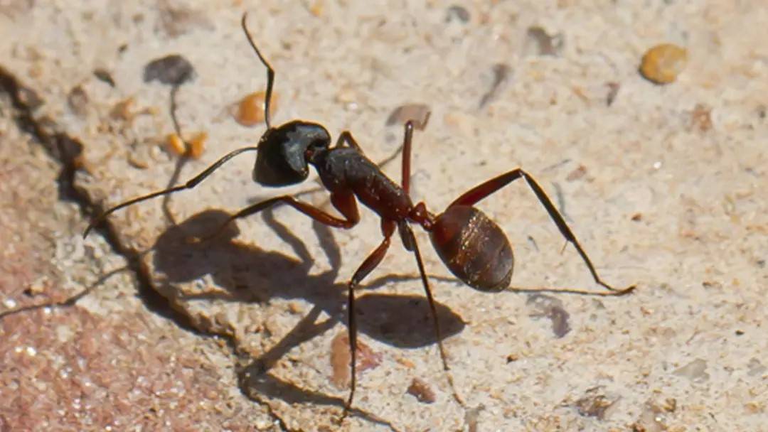 نظام ملاحي مستوحى من النمل والطيور