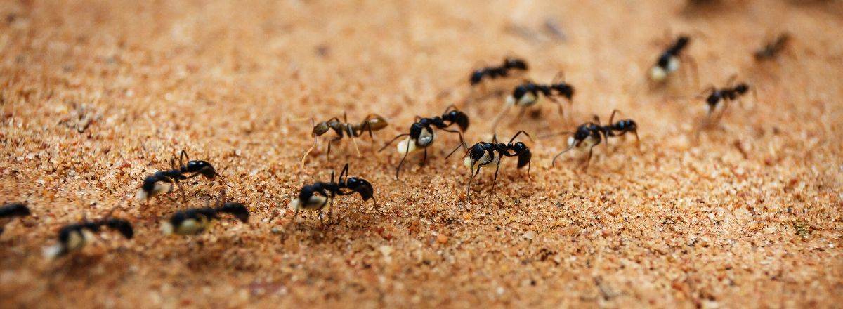 النمل.. حقائق لا تتوقعها