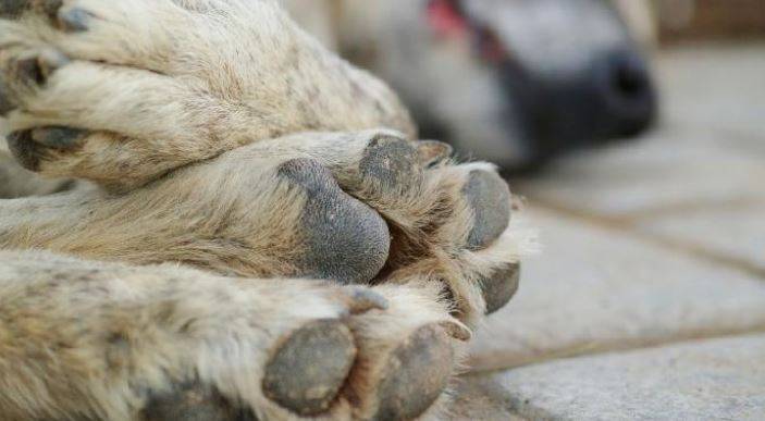 حظر استهلاك لحوم الكلاب والقطط في جاكرتا