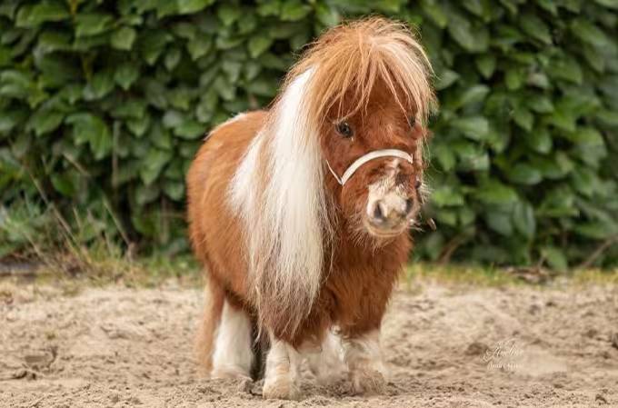 الحصان «بوموكل»