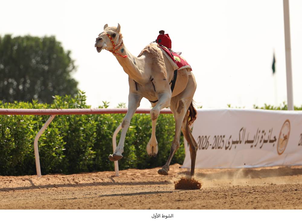 الهجن الفائزة بالشوط الأول تتجه إلى خط النهاية (تصوير: محمد السماني)