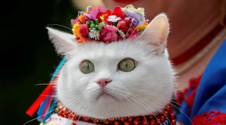 القطط الأليفة وصلت إلى أوروبا منذ 2000 عام