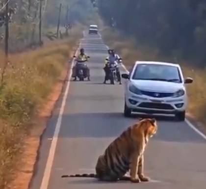 النمر يقف وسط الشارع