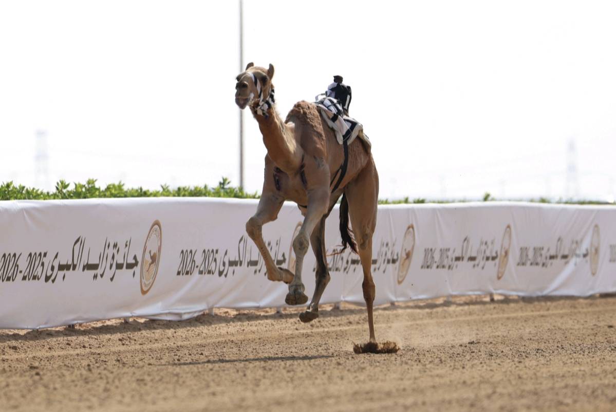 هجن فائزة تتجه إلى خط النهاية (تصوير: محمد السماني)