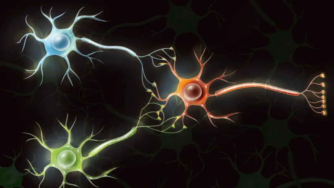 حواسيب حيوية من خلايا الدماغ البشري