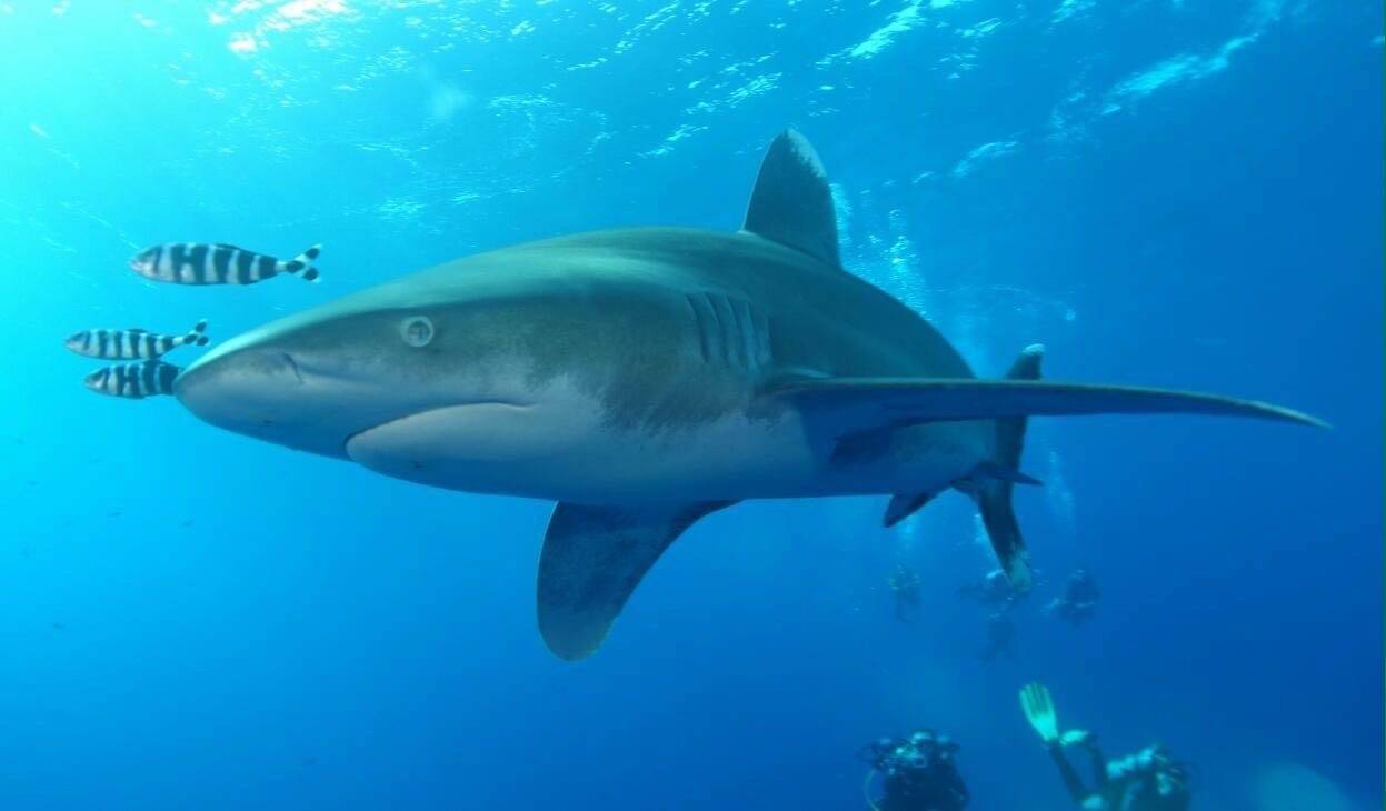 خطة مصرية لحماية قروش البحر الأحمر من الصيد الجائر