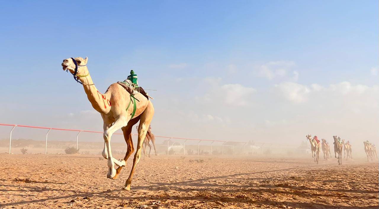 النسخة الـ15 من مهرجان محمد بن زايد لسباقات الهجن تنطلق الأربعاء