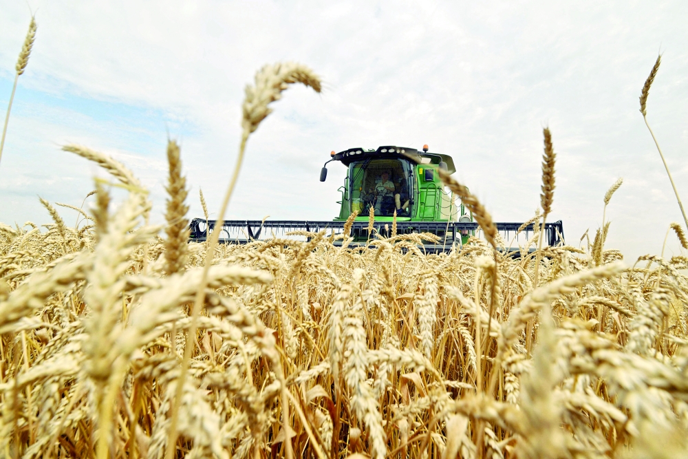 حصاد القمح في منطقة ستافروبول جنوب روسيا (أرشيفية)