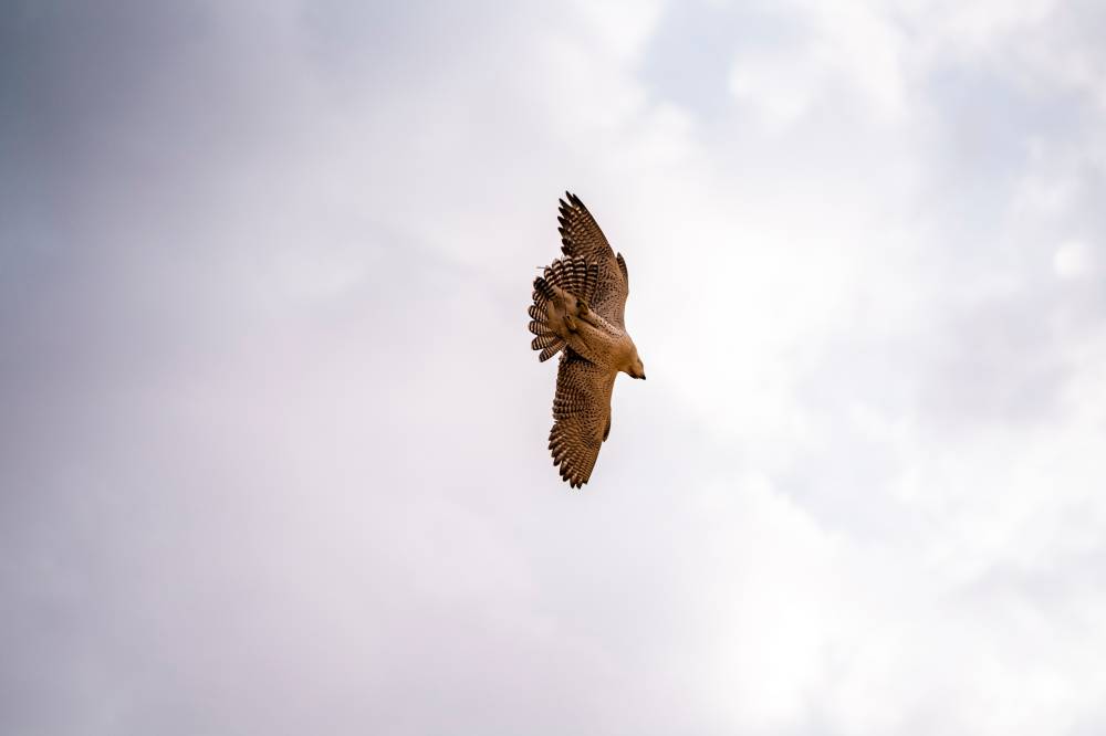 خلال المنافسات