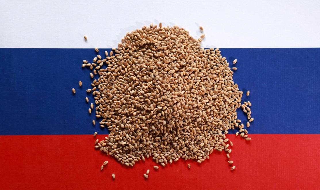 القمح الروسي