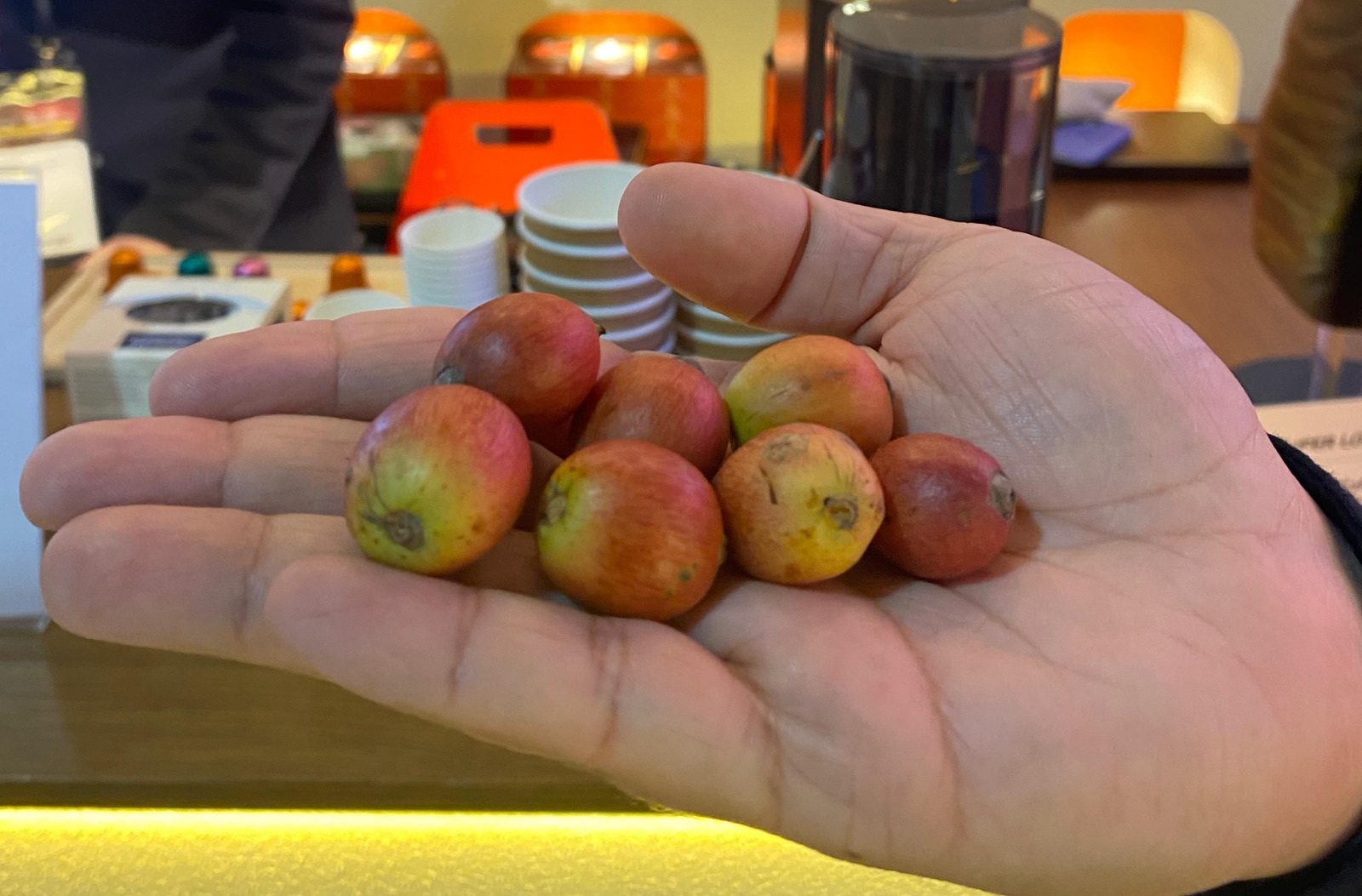 «ليبيريكا» النادرة تلفت أنظار عشاق القهوة خلال «جلفود»