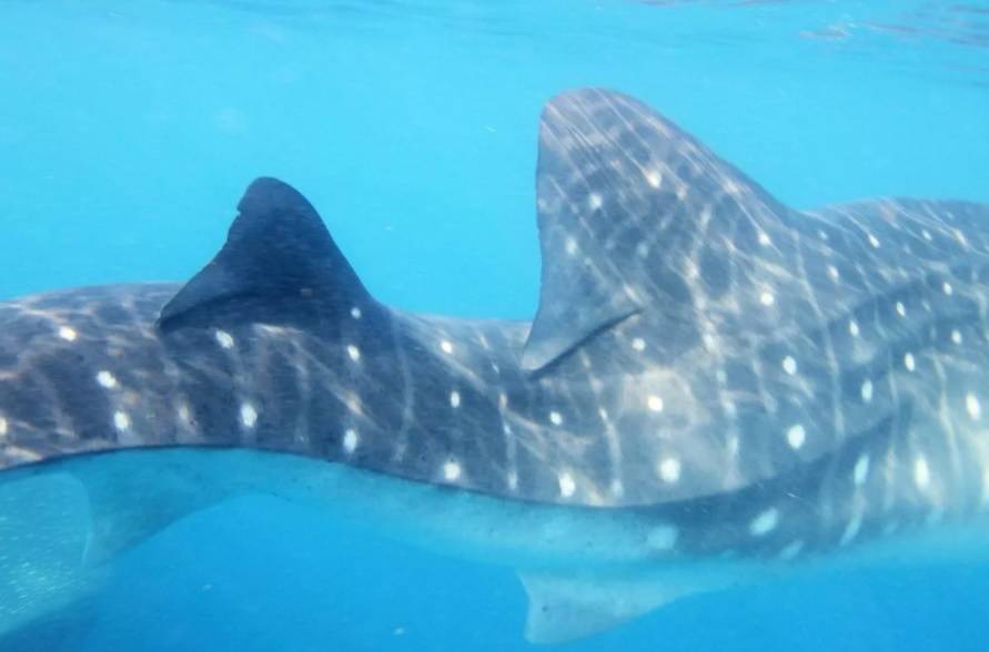 حوت القرش يعاني تشوّهاً شديداً في عموده الفقري