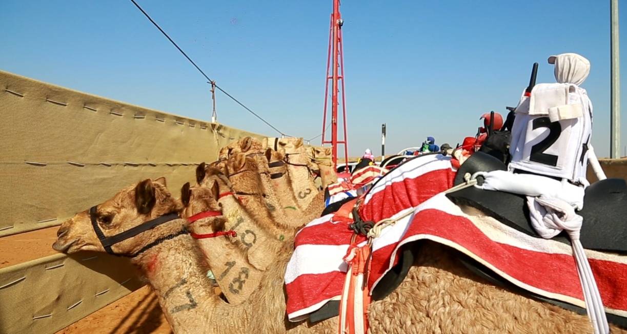 انطلاق سباق «مكرمة حاكم الشارقة» بميدان الذيد