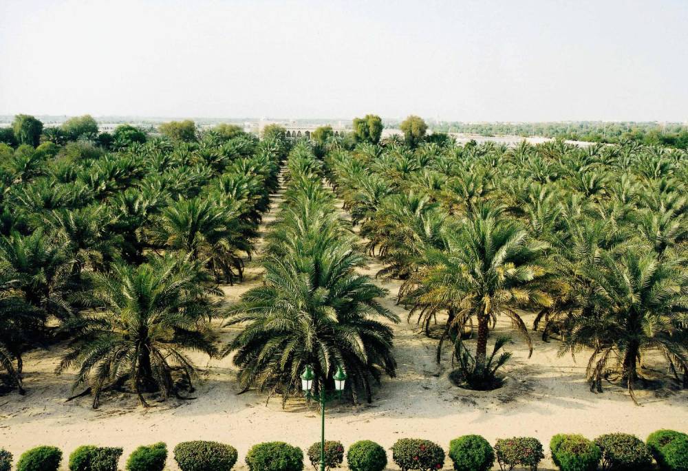 في مصر.. تحويل جريد النخيل إلى دواء وعلاج
