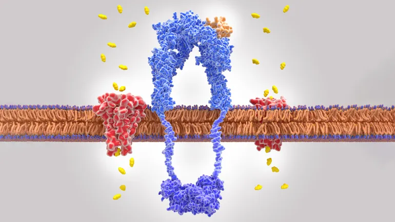 جزيء بروتيني يثبط مقاومة الإنسولين