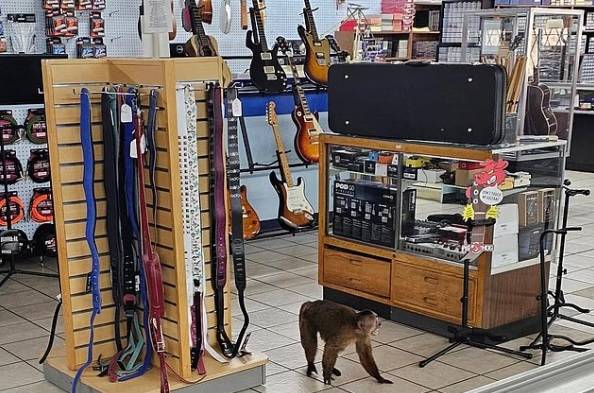 قرد يثير فوضى في متجر للآلات الموسيقية بأمريكا