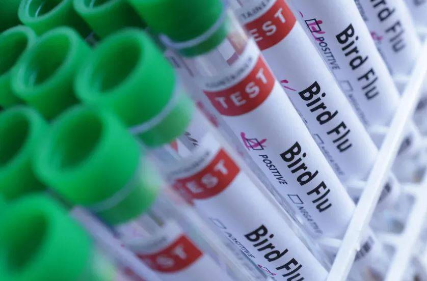 إسرائيل تبلّغ عن تفش لإنفلونزا الطيور