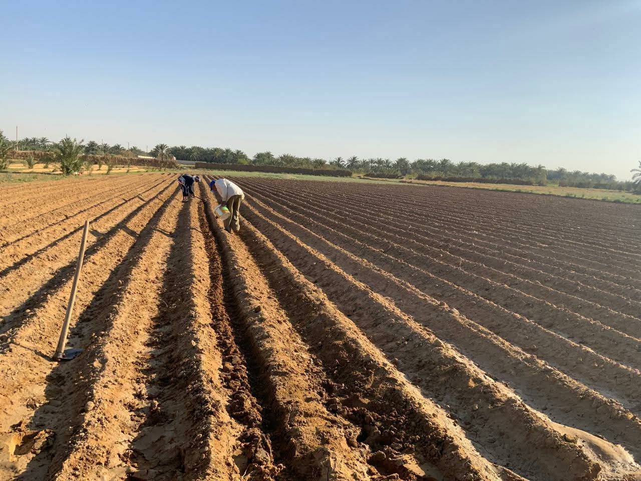للمرة الأولى.. مصر تزرع «فول الصويا» في الصحراء