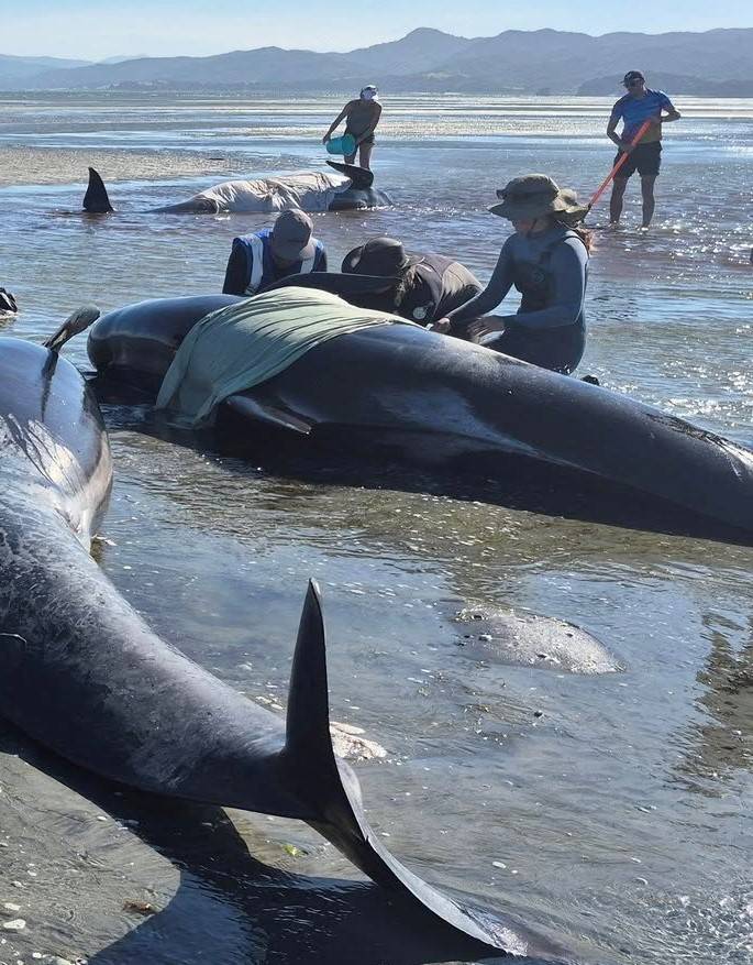 أشخاص يحاولون إنقاذ الحيتان على الشاطئ (رويترز)