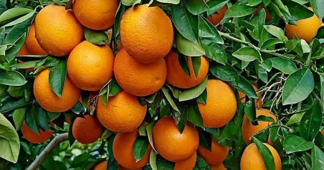 الجوافة والبرتقال واللحوم.. أسلحة قهر البرد والإنفلونزا