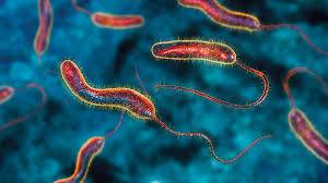 بروتينات الحليب والقمح تقضي على بكتيريا الكوليرا