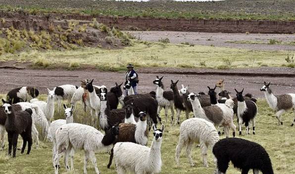 اللاما في بوليفيا