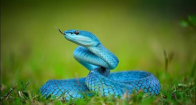 «Zootopia 2» يزيد طلب الثعابين السامة