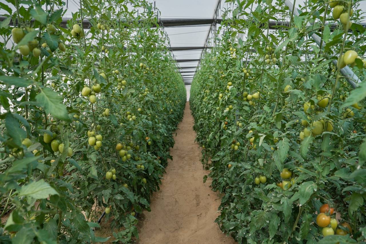 تدشين برنامج الريادة لتعزيز الابتكار وتمكين الشركات الناشئة